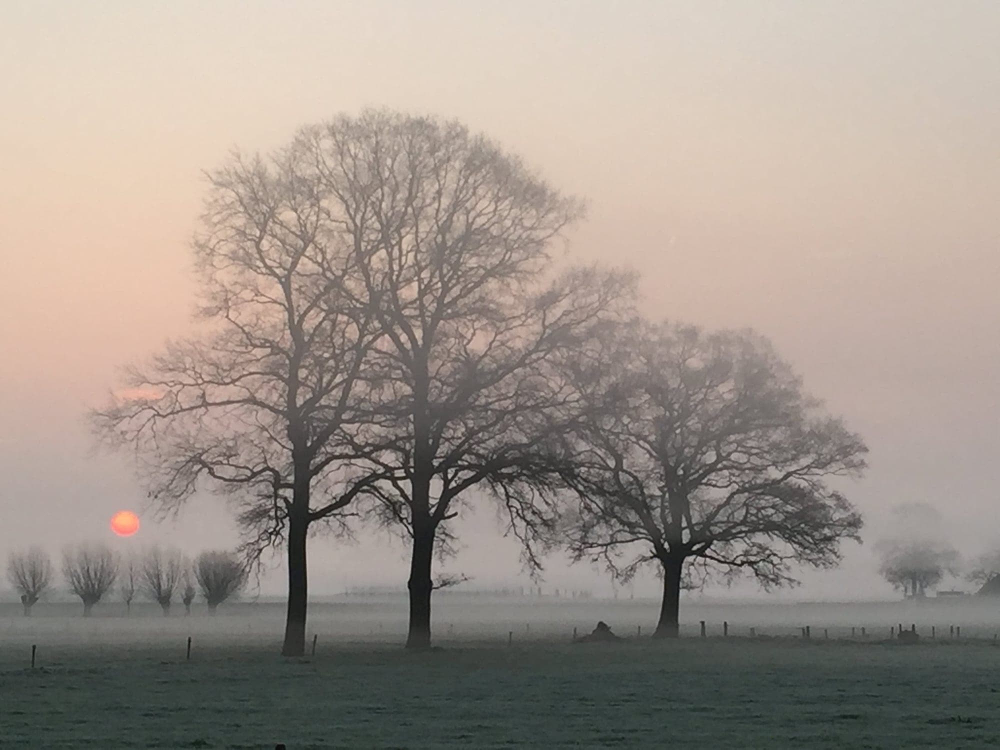Three bare trees in a misty field at sunrise