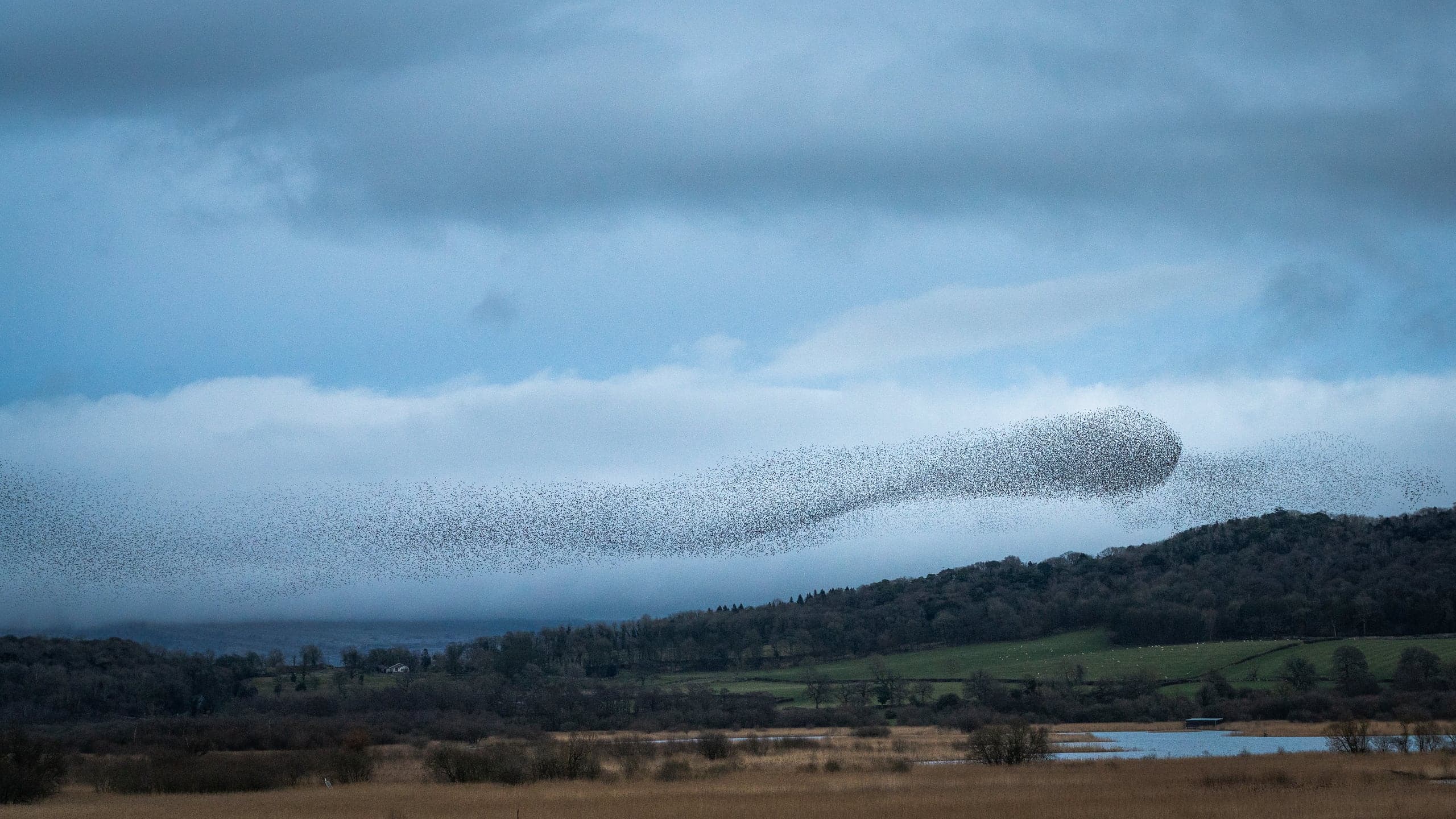 A murmuration of starlings moving as one shape above wetland and wooded hills