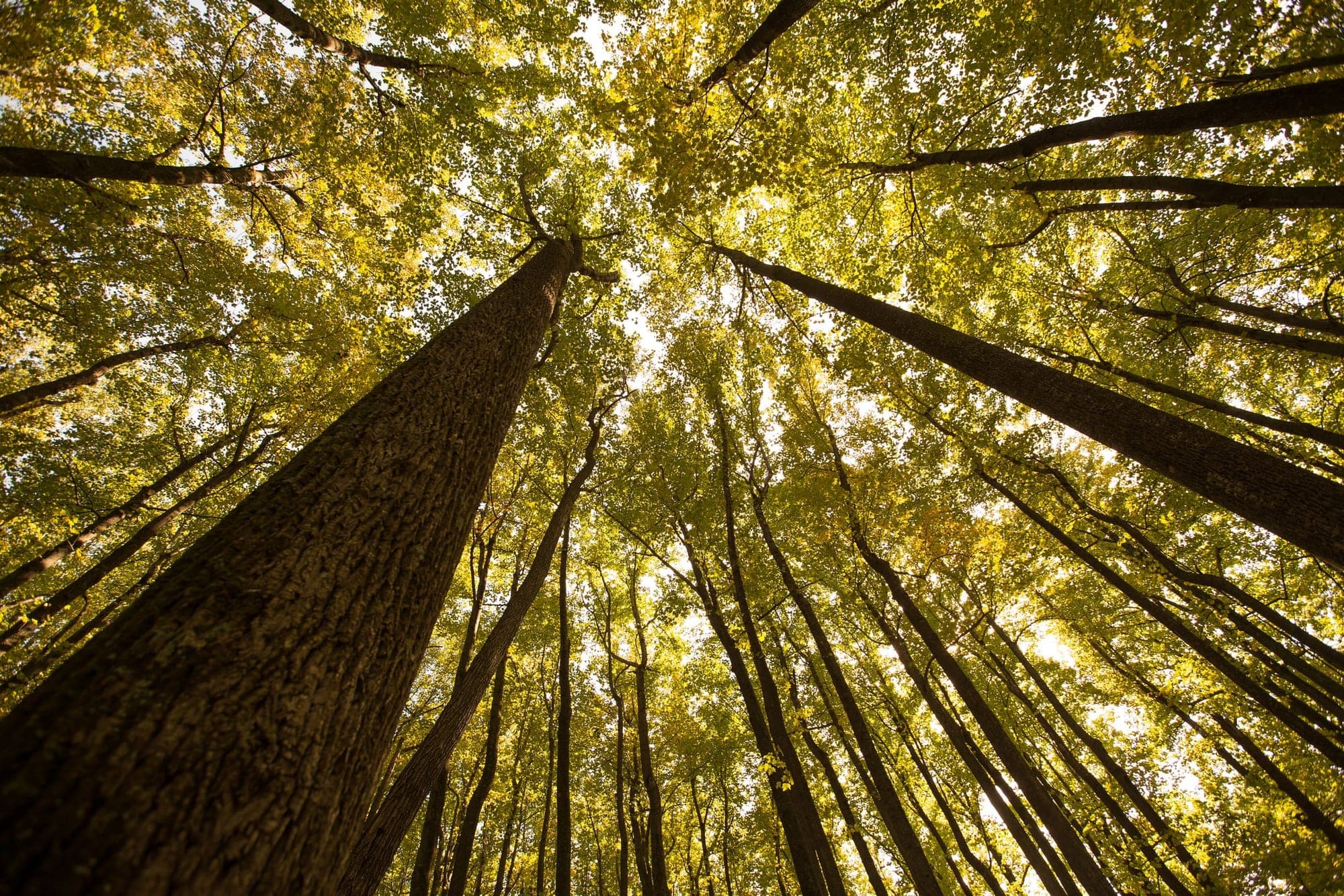 Looking up through a stand of tall poplar trees to a bright autumn canopy