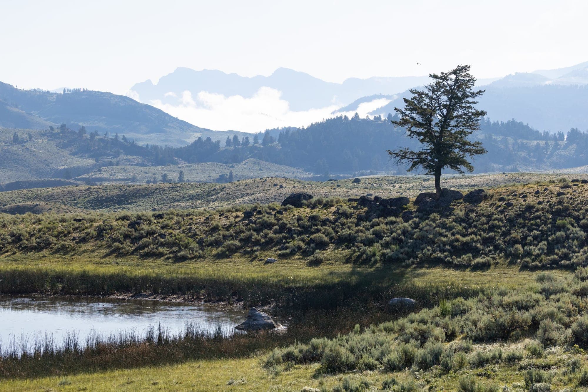 A single tree on a ridge above a pond, with mountains and morning fog beyond