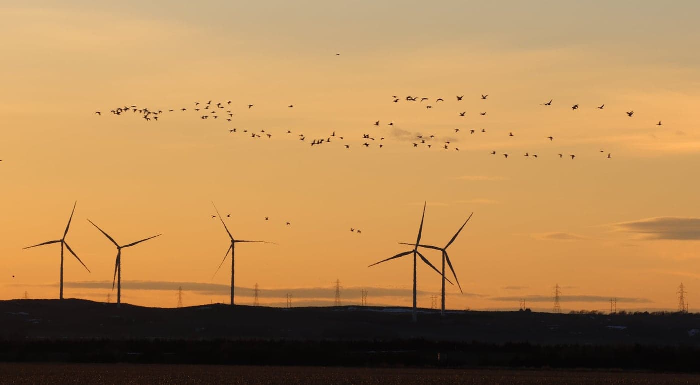 Birds flying over wind turbines at sunset