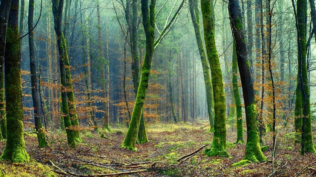 Moss-covered trees in a misty green forest